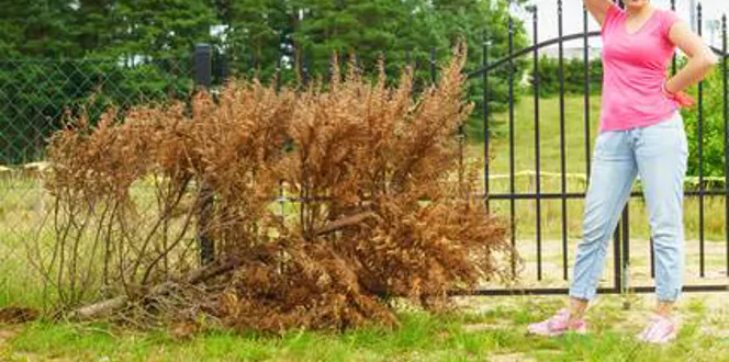 What To Do With Dead Tree In Yard Davey Tree