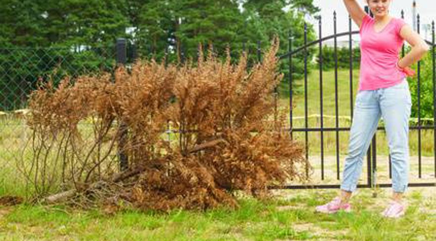 What to Do with a Dead Tree in Your Yard | Davey Blog | Davey Tree