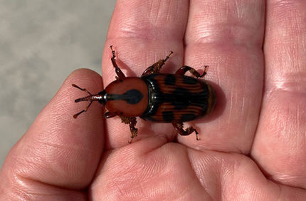 How To Control Palm Weevil