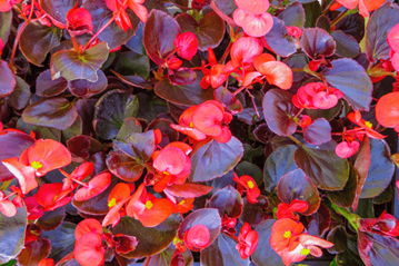 Full Sun Wax Begonias Plants
