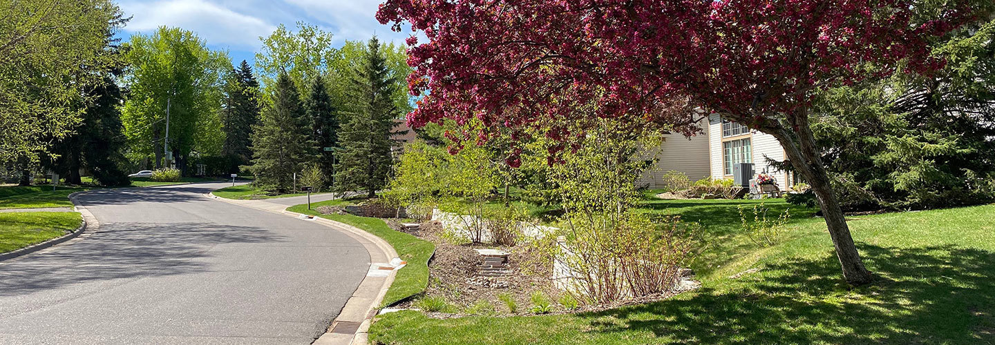tree lined driveway nz
