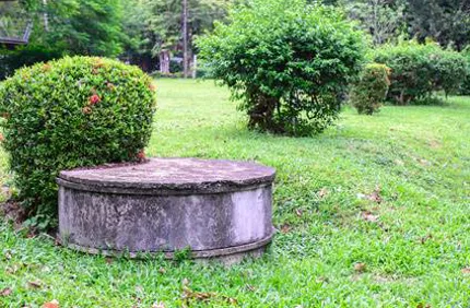 Planting Trees Shrubs And Flowers Near Septic Tank Davey Tree