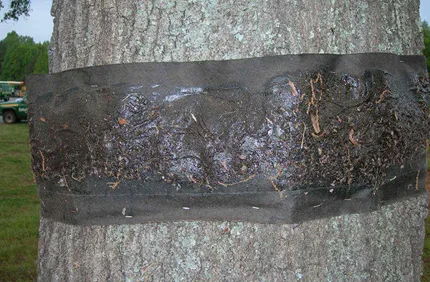 Banding For Cankerworms