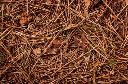 Pine Needle Mulch