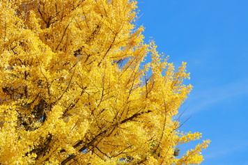 Ginkgo Fall Foliage