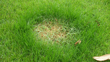 Pet Urine Damage