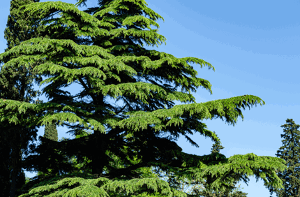 Deodar Cedar Tree Identification