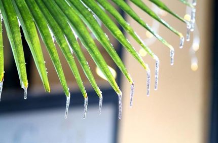 2 14 19 Palm Tree Freeze Damage