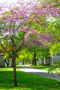 Trees Under 10 Feet Tall Redbud Davey Tree