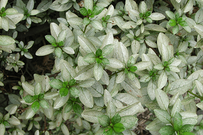 Lace Bugs: Life Cycle, Visible Damage & Control | Davey Tree