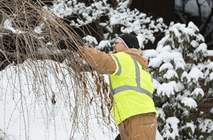 Winter Tree Care For Trees