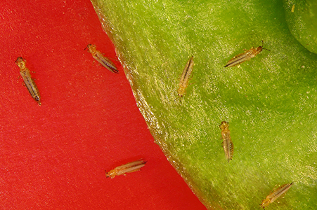 Thrips On Pepper