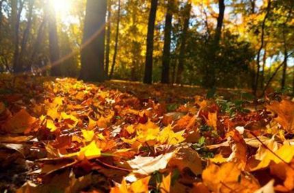 Fall Landscape Checklist Leaves 497X330