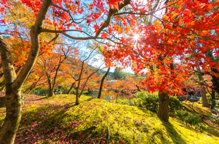 Best Trees For Fall Foliage