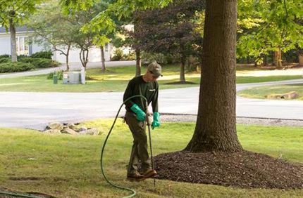 Tree Fertilization Resize