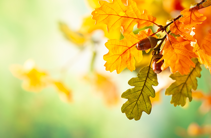 Fall Tree Care Tips