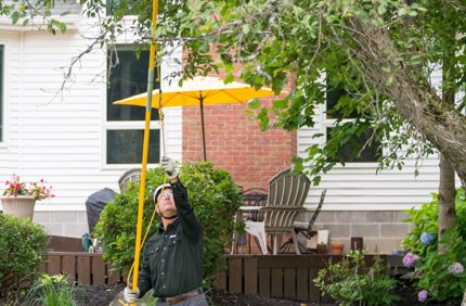 Can You Prune Or Cut Trees In Summer Davey Tree