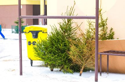 Discarded Christmas Tree