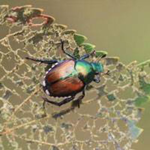 Tree Problems – The Top Tree Insects in Spring and Summer | Davey Tree