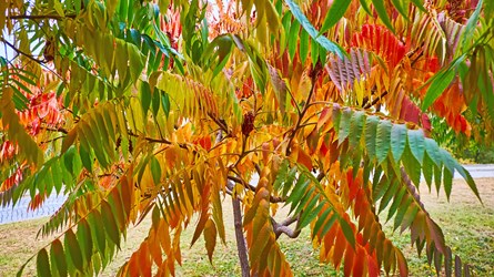 Sumac Tree2