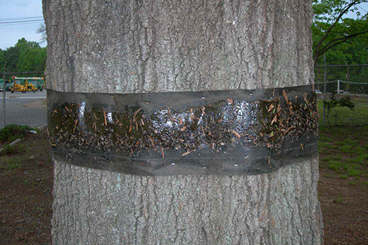 Banding For Cankerworms1