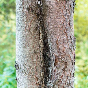 Will Trees Recover From Frost