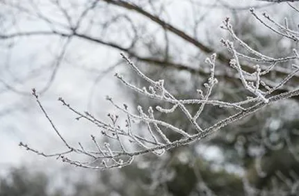 Winter Tree Damage