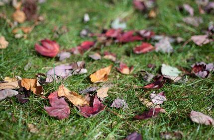 Fall Leaves 2