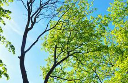 Davey Tree Why Does My Tree Only Have Leaves On One Side