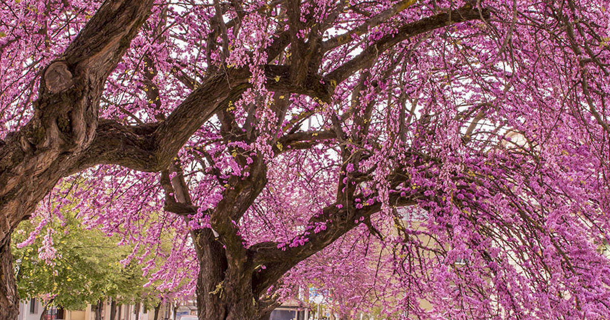 How to Identify An Eastern Redbud Tree | Davey Tree