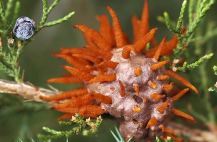Orange Balls Rust On Juniper Tree Davey Tree