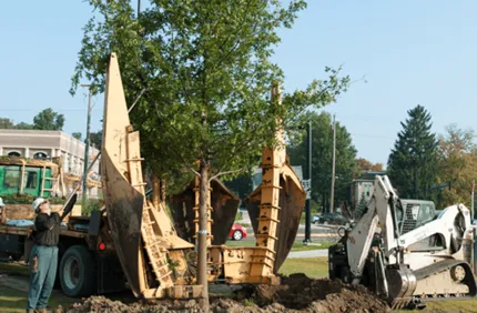 Tree Planting Transplanting Transplanting Cost Alternating 640X426
