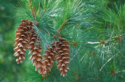 Natural White Pine Pick