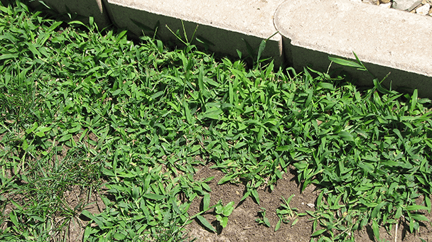 Pest And Disease Crabgrass Sideimage3 608X341