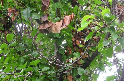 Brown Black Dying Leaves On Bradford Pear Fire Blight Davey Tree