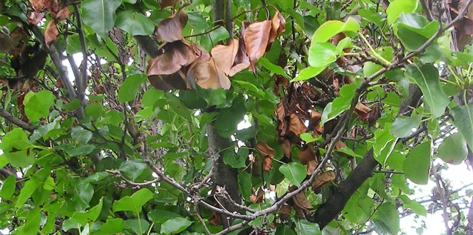 Brown Black Dying Leaves On Bradford Pear Fire Blight Davey Tree