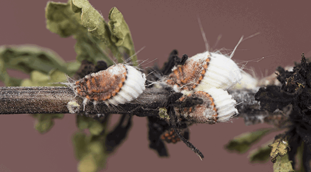 What Is This White Fuzz on Tree Branches? (And How to Treat) | Davey ...