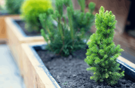 Evergreen In Container 1