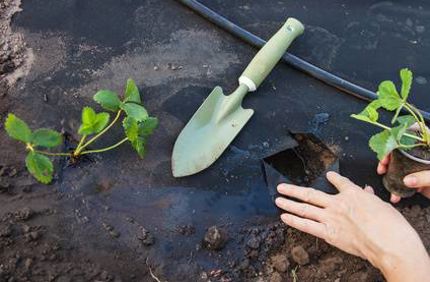 Pros And Cons Of Landscape Fabric Davey Tree 2