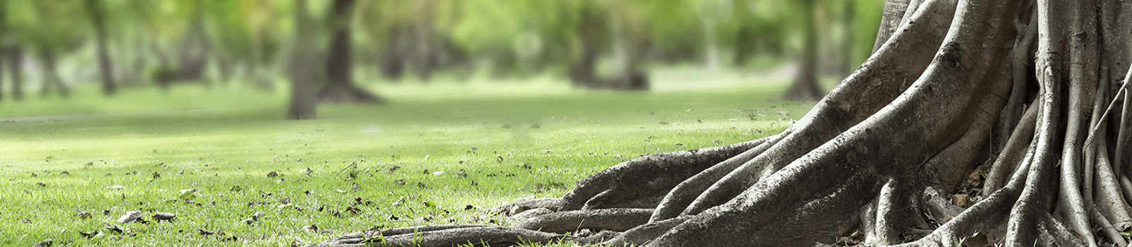 Tree Roots: Trees with Invasive & Non-Invasive Roots | Davey Tree