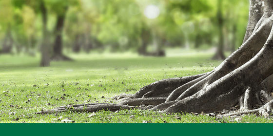 Up Rooting Tree What To Do With Uprooted Trees: Replant or Remove? | Davey Tree