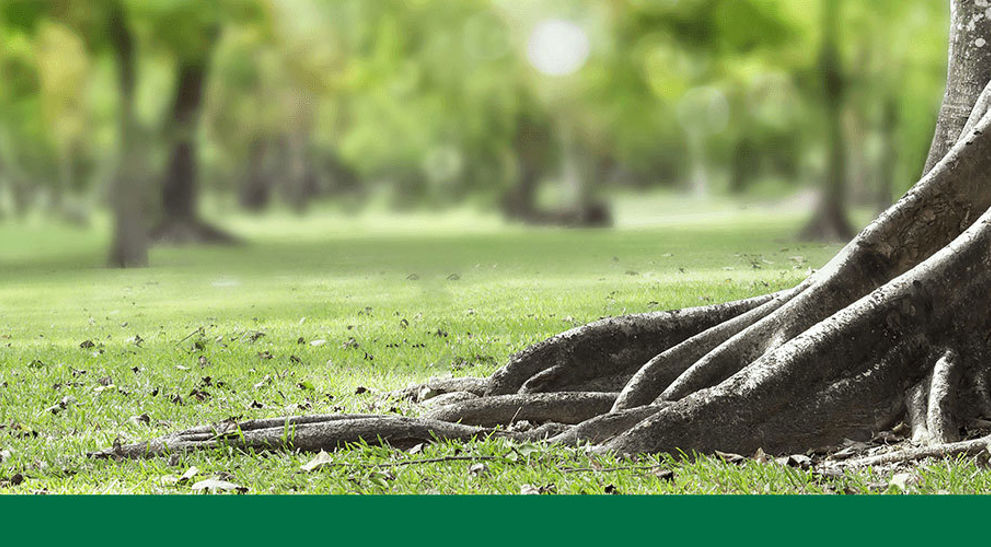 Tree Roots: Trees with Invasive & Non-Invasive Roots | Davey Tree