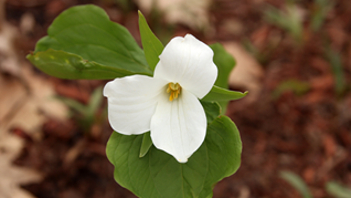 Early Blooming Trillium Perennials