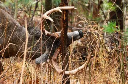 How To Stop Deer From Rubbing Antlers On Tree Damage Davey Tree