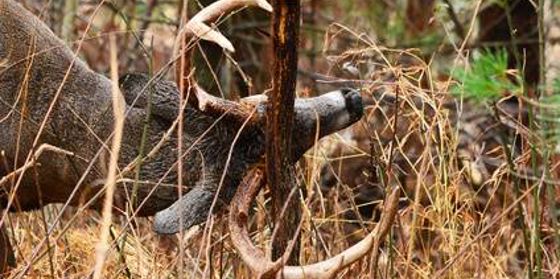 Tree Scrape Deer Keep Deer from Rubbing Antlers on Trees and Fix Damaged Trees | Davey Tree