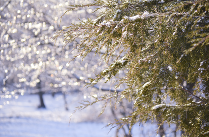 Winterizing Cedar Trees