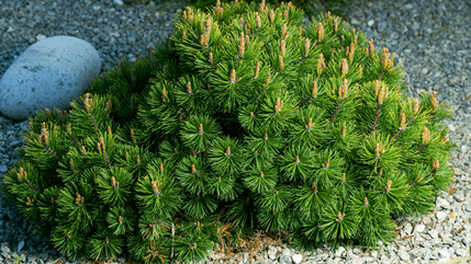 Slow Growing Shrub Dwarf Mugo Pine