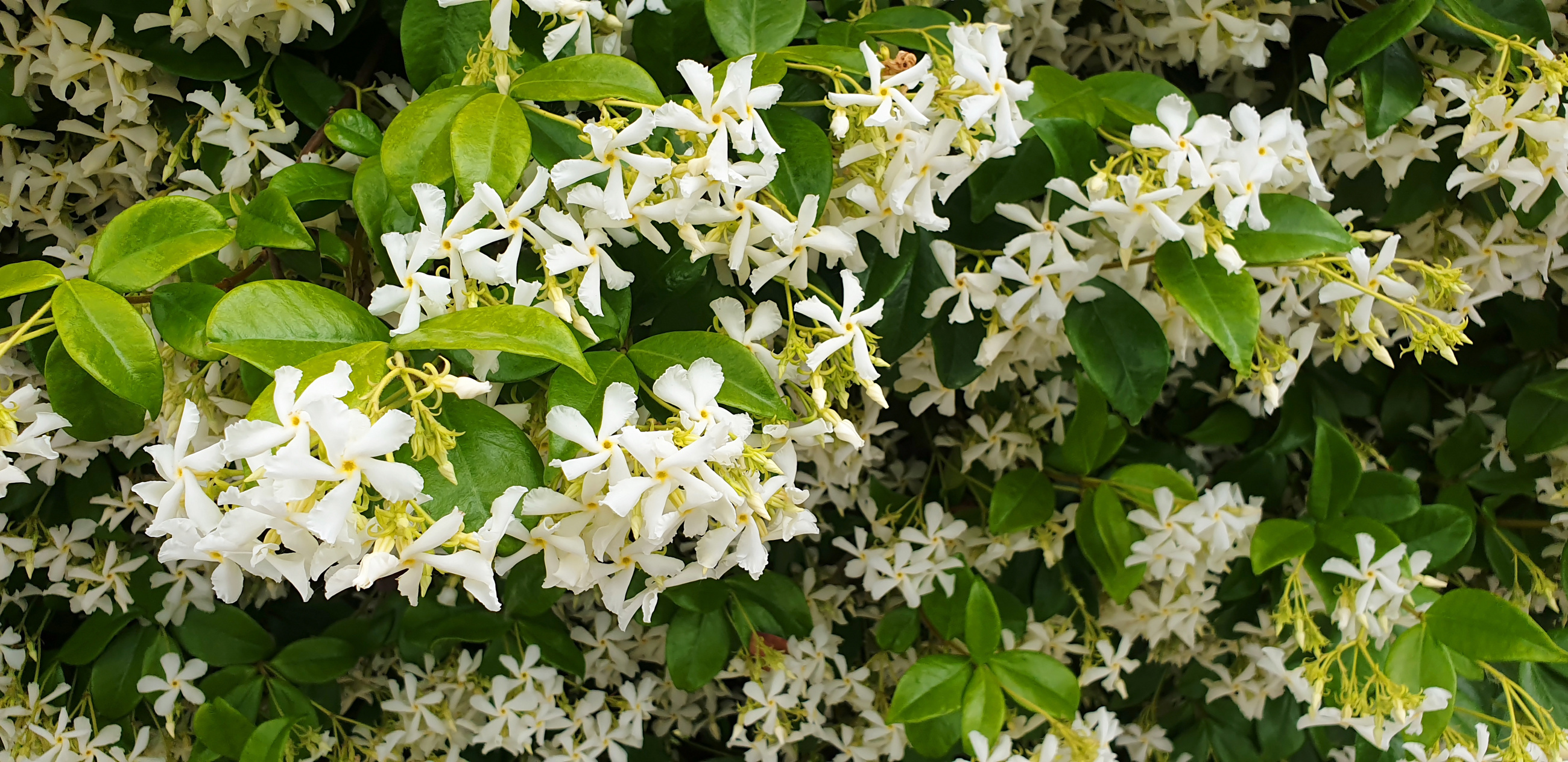 Star Jasmine