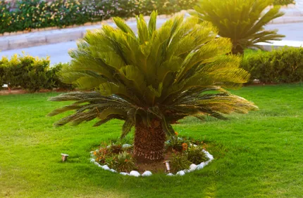 Palm Tree