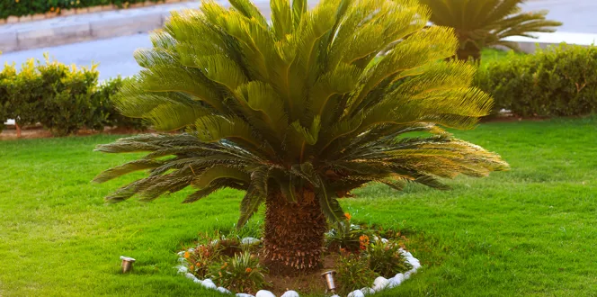 Palm Tree